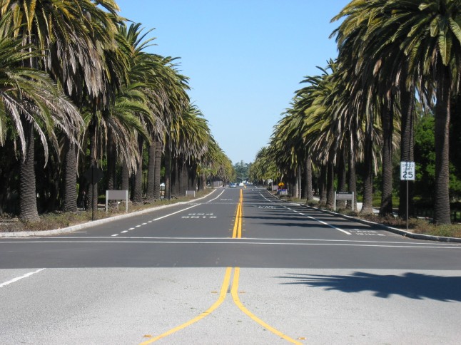Picture from Palo Alto, Stanfor University Palm Drive